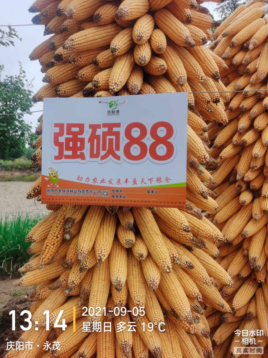 強碩88